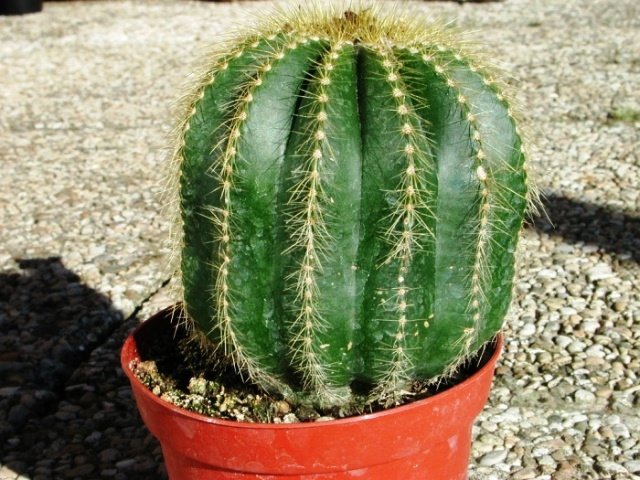 Notocactus _warasii